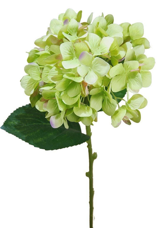 R.Hydrangeas X1 60cm (18cm) Groen